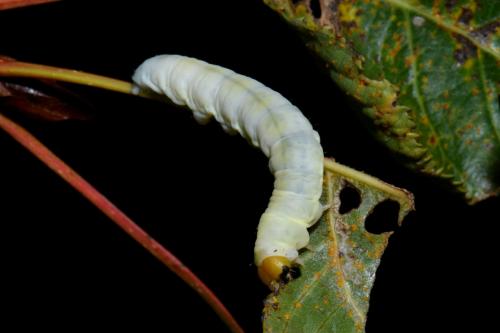 Tethea sp.